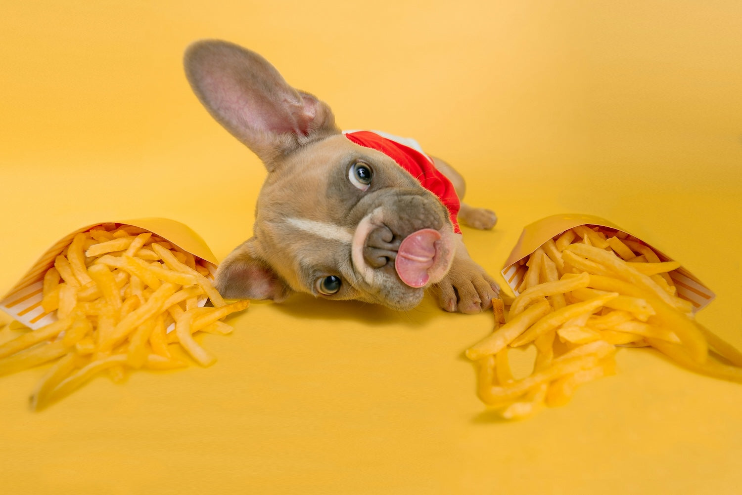 The Beginner’s Guide to Dog Nutrition