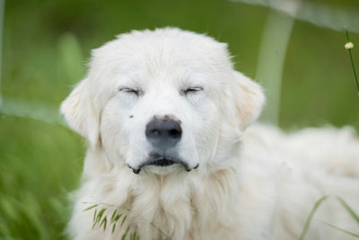 Is Your Dog's Food Making Them Itchy? Understanding Food Allergies and Sensitivities