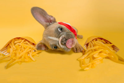 The Beginner’s Guide to Dog Nutrition