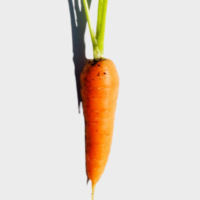 Carrot with green top on a white background