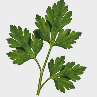 Close-up of green parsley leaves on a white background