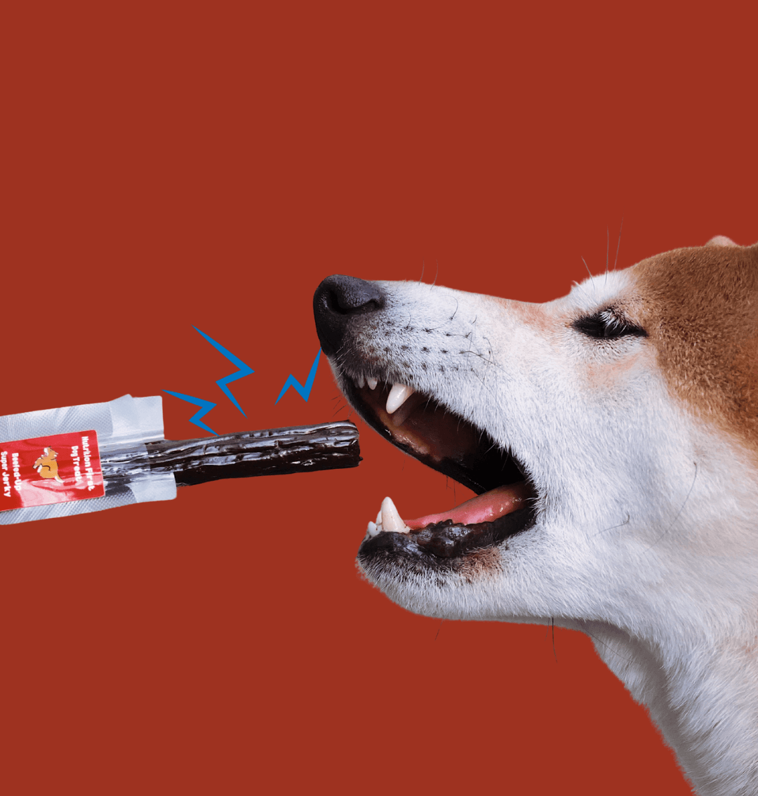 Dog with a jerky treat in its mouth against an red background